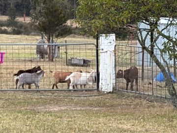 Group of goats in a fenced yard.
