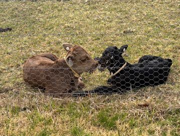 Two calves lying close together behind a wire fence.
