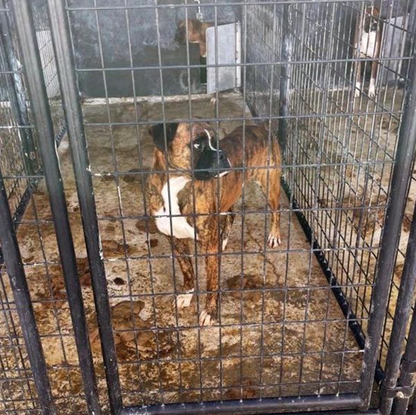 Boxer dog in a dirty kennel.
