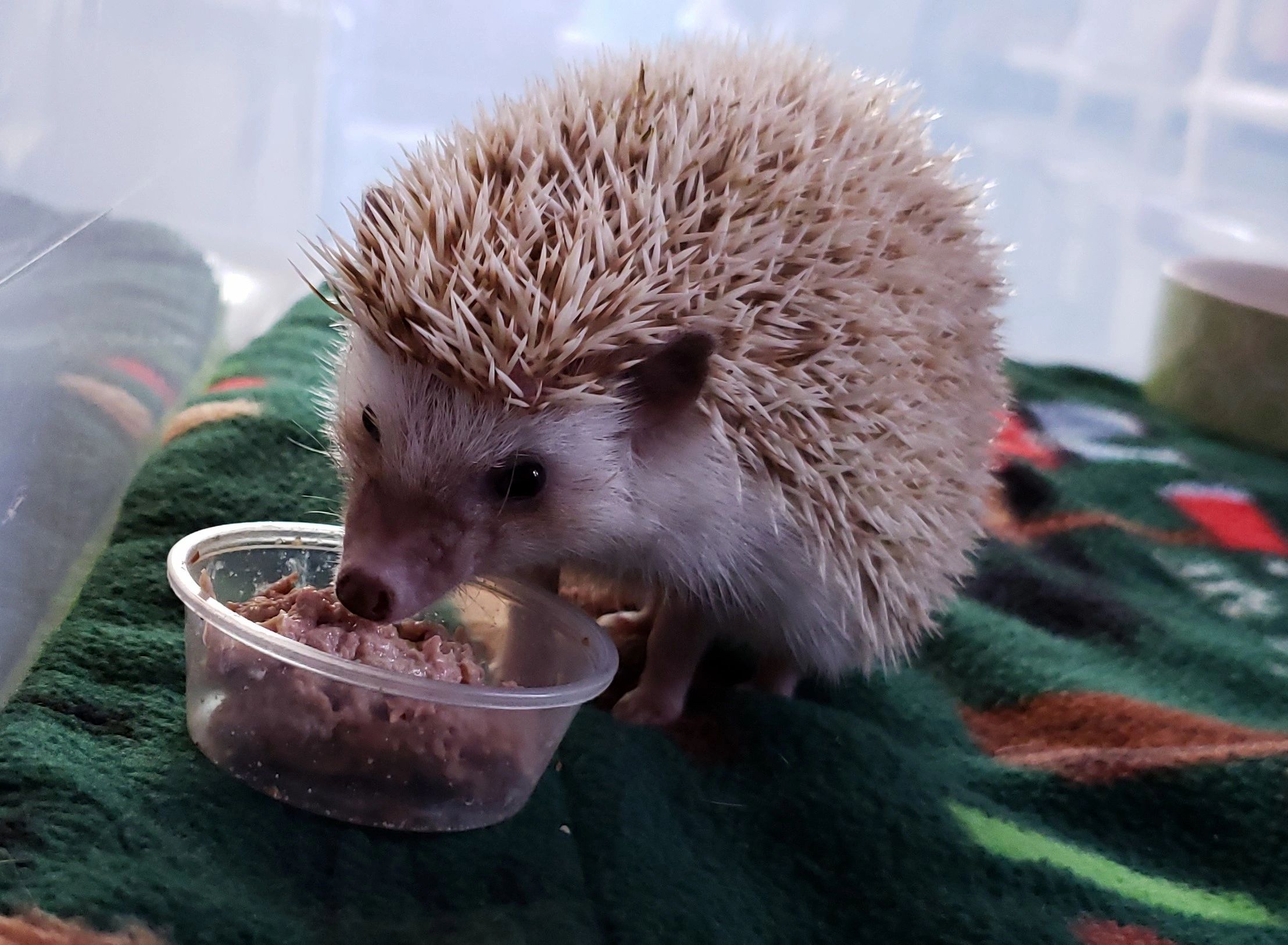 hedgehog pet food