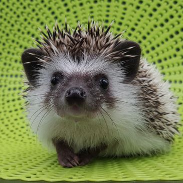 hedgehog for sale near me price