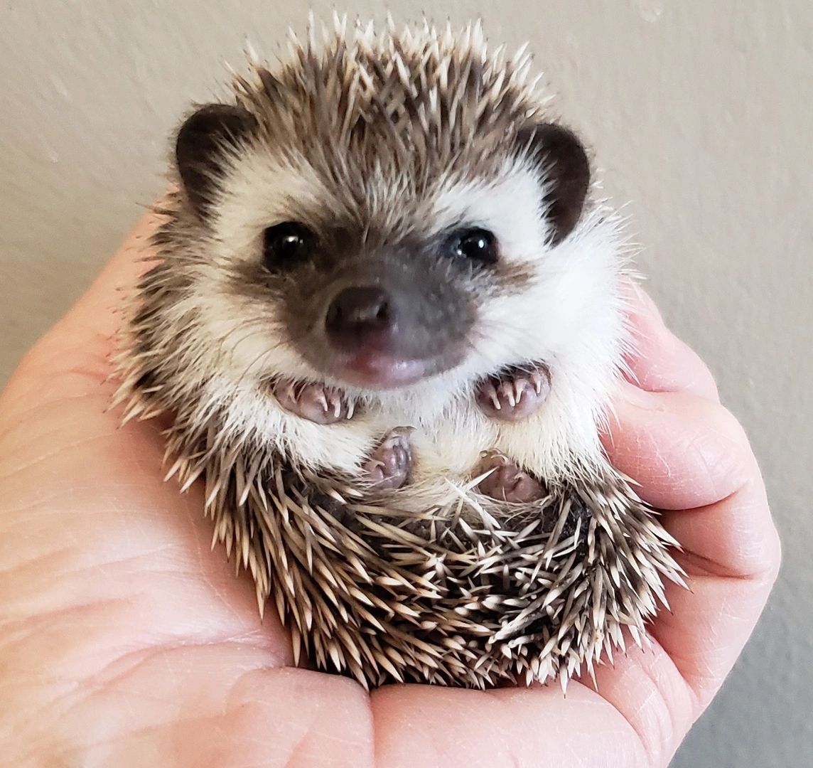 full grown pet hedgehog