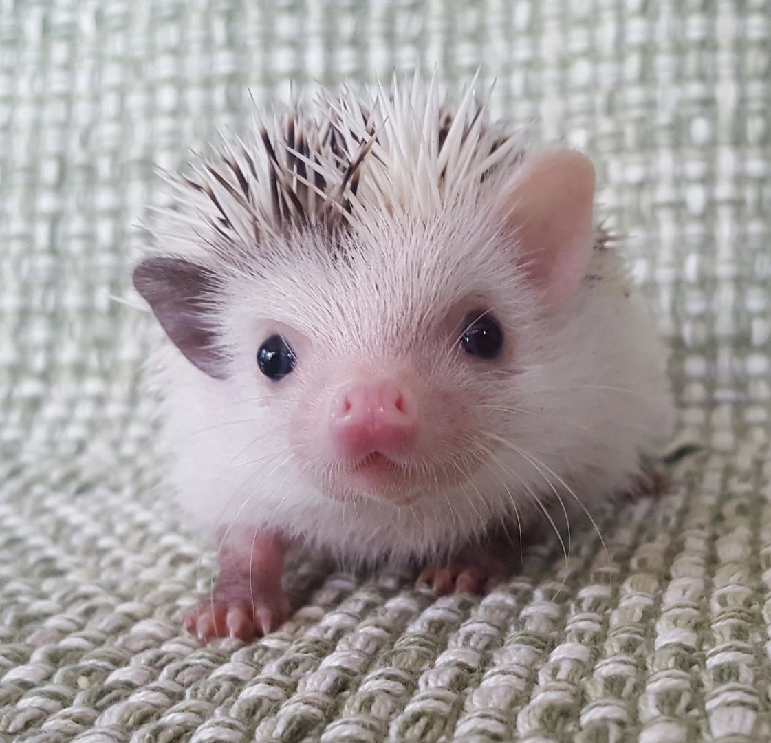 really cute white hedgehogs