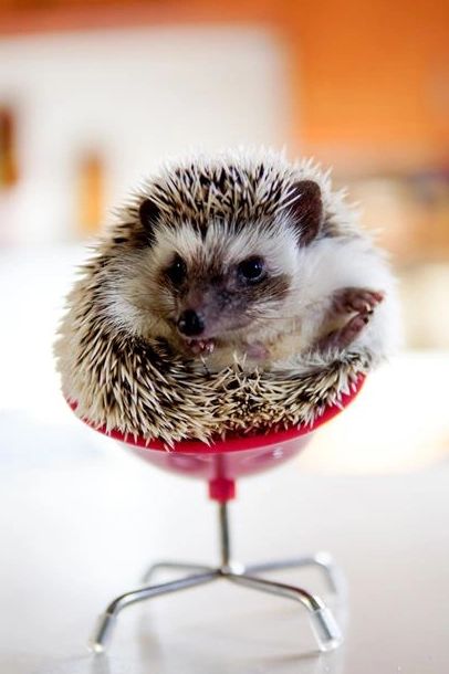 Does My Hedgehog Need a Friend?