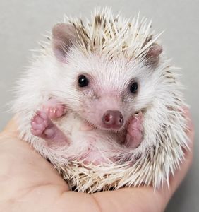 MORNING STAR HEDGEHOGS - Hedgehogs for Sale, Baby Hedgehogs, Hedgehog ...