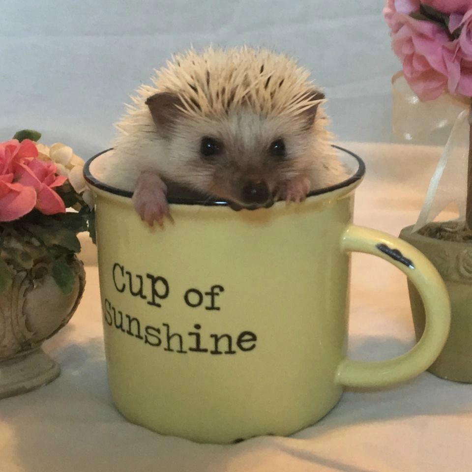 Baby Hedgehog Taking A Bath / Hedgehog Care Sheet 2019 Version Heavenly Hedgies / With tenor, maker of gif keyboard, add popular baby hedgehog bath animated gifs to your conversations.