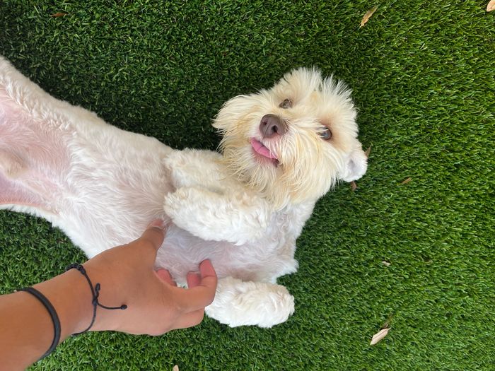 Cage-free boarding, small-group daycare, pro grooming. Family-style care in Orlando. Book today.