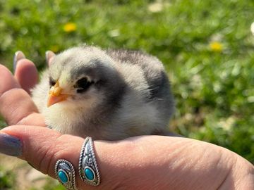 A tiny chick rests on a person's hand outdoors.