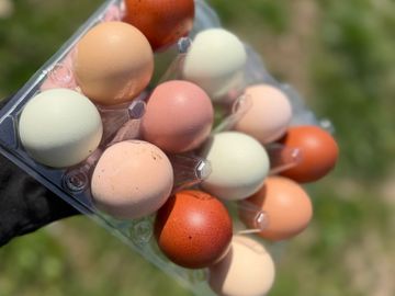 A carton of colorful eggs held outdoors in sunlight.