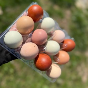 A dozen multicolored eggs in a clear carton held outdoors.