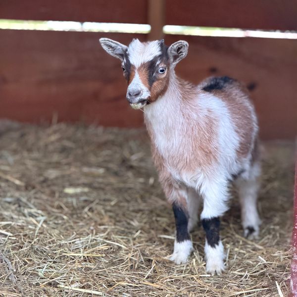 A young goat standing on straw inside a wooden pen.