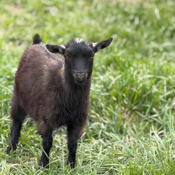 A small black goat stands on green grass, looking at the camera.