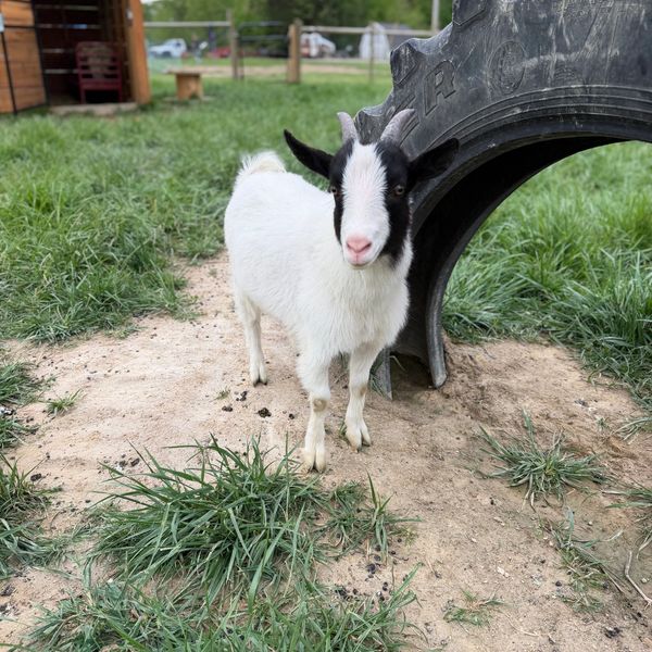 A small black and white goat standing near a large tire in a grassy area.