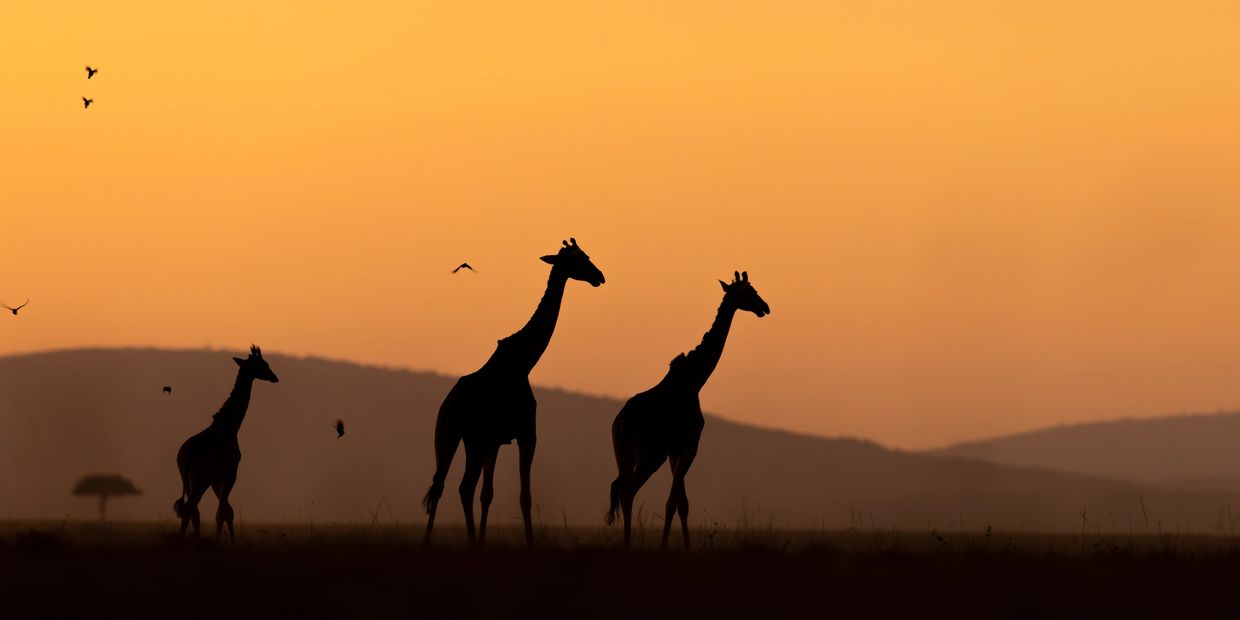 Silhouettes of three giraffes against a warm sunset sky with distant hills.