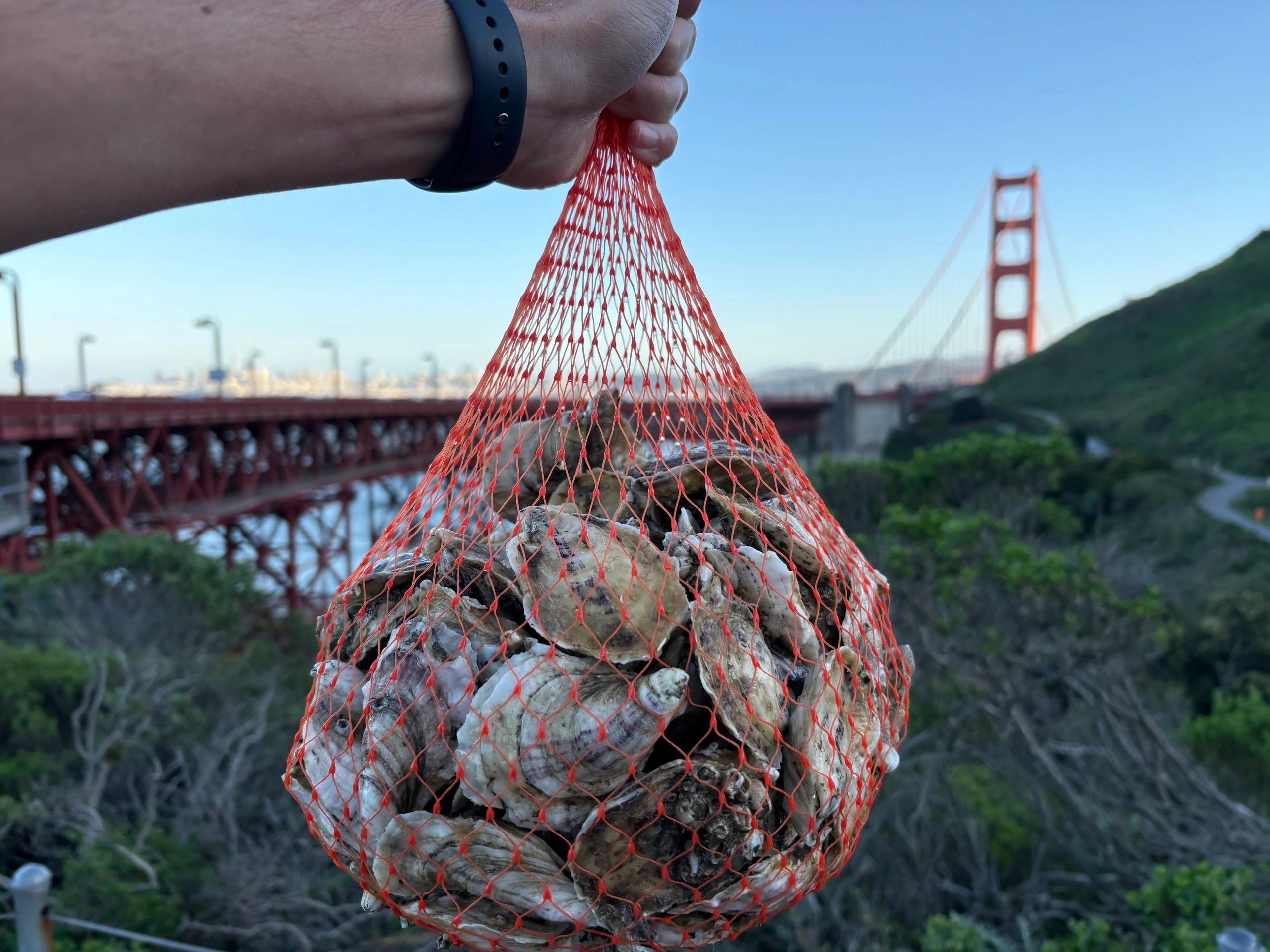 Hand holding a mesh bag of oysters with the Golden Gate Bridge in the background.