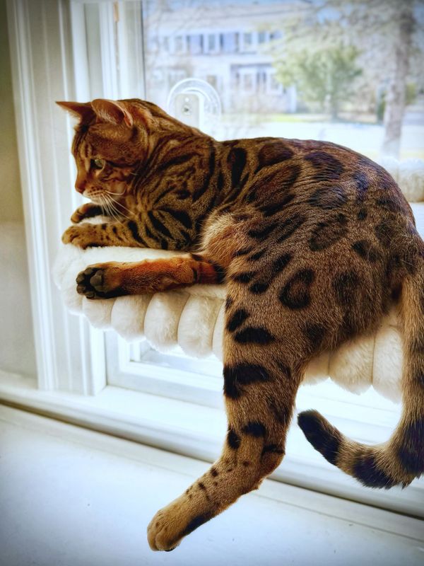Beautiful Bengal cat  Jimmy at Mybae Bengal cattery Massachusetts 