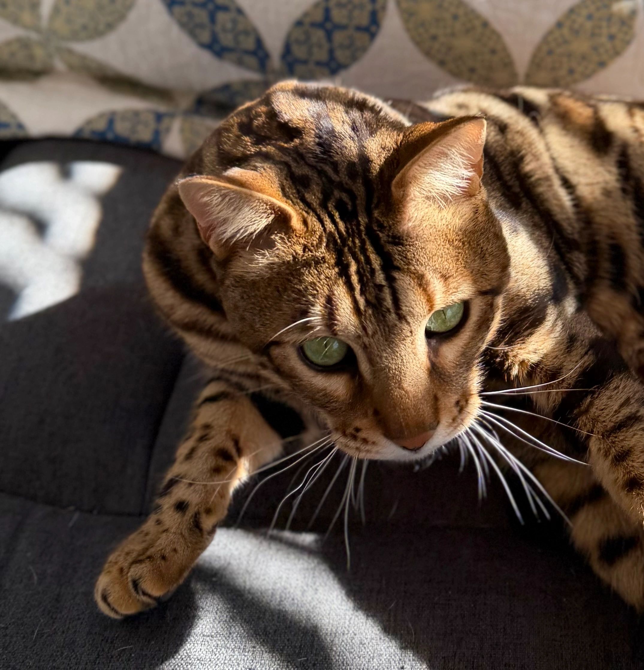 Our Bengal Kittens | My Bae Bengal Cats Massachusetts