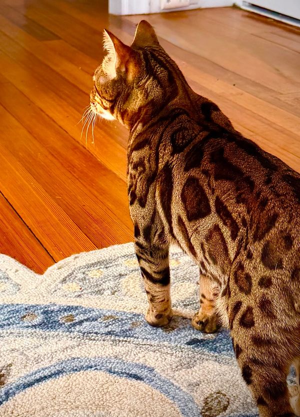 Beautiful Bengal cat at Mybae Bengal cattery breeder in Massachusetts 