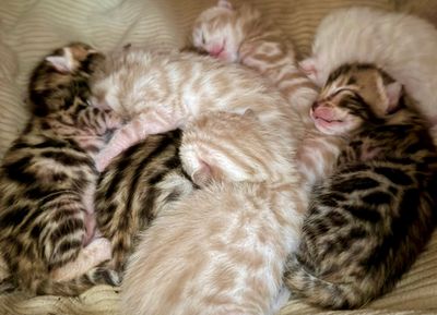 A litter of Bengal kittens at Mybae Bengal breeder Massachusetts 