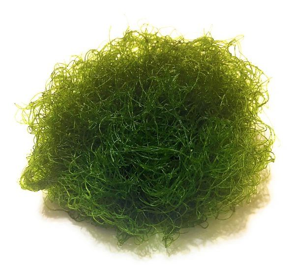 Chaeto Alga
