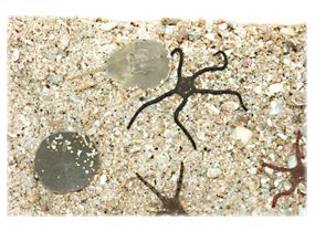 Real diver collected live sand with starfish ,sand dollars, horseshoe crab. Live sand for sale. 
