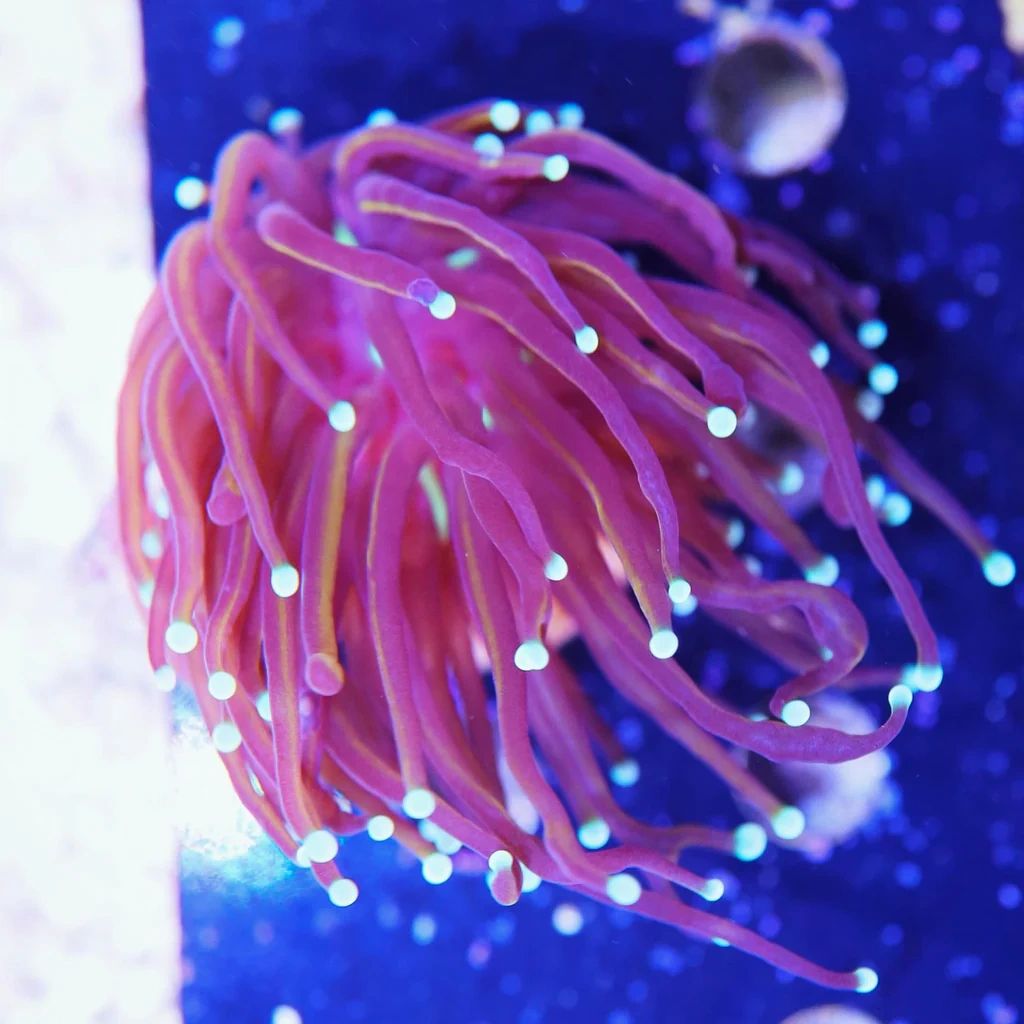 Electric Green Mouth Gold Indo Torch Coral