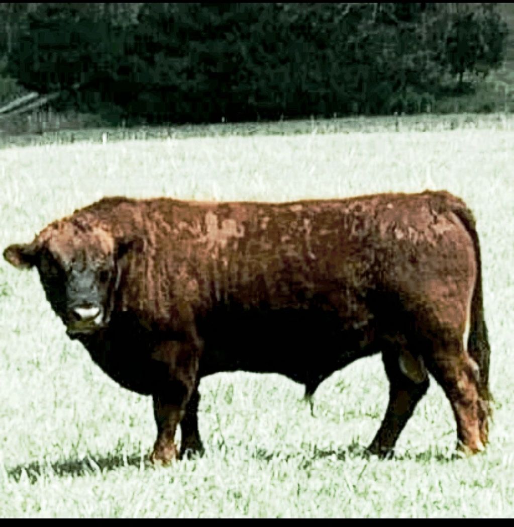 Irish Dexter Cattle