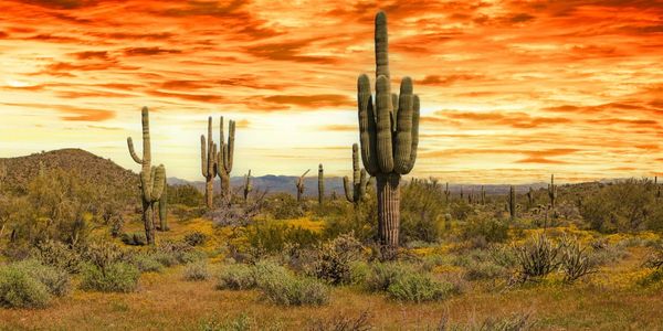 The landscape of the Sonoran Desert in the evening. This image has an exceptional amount of lush gre