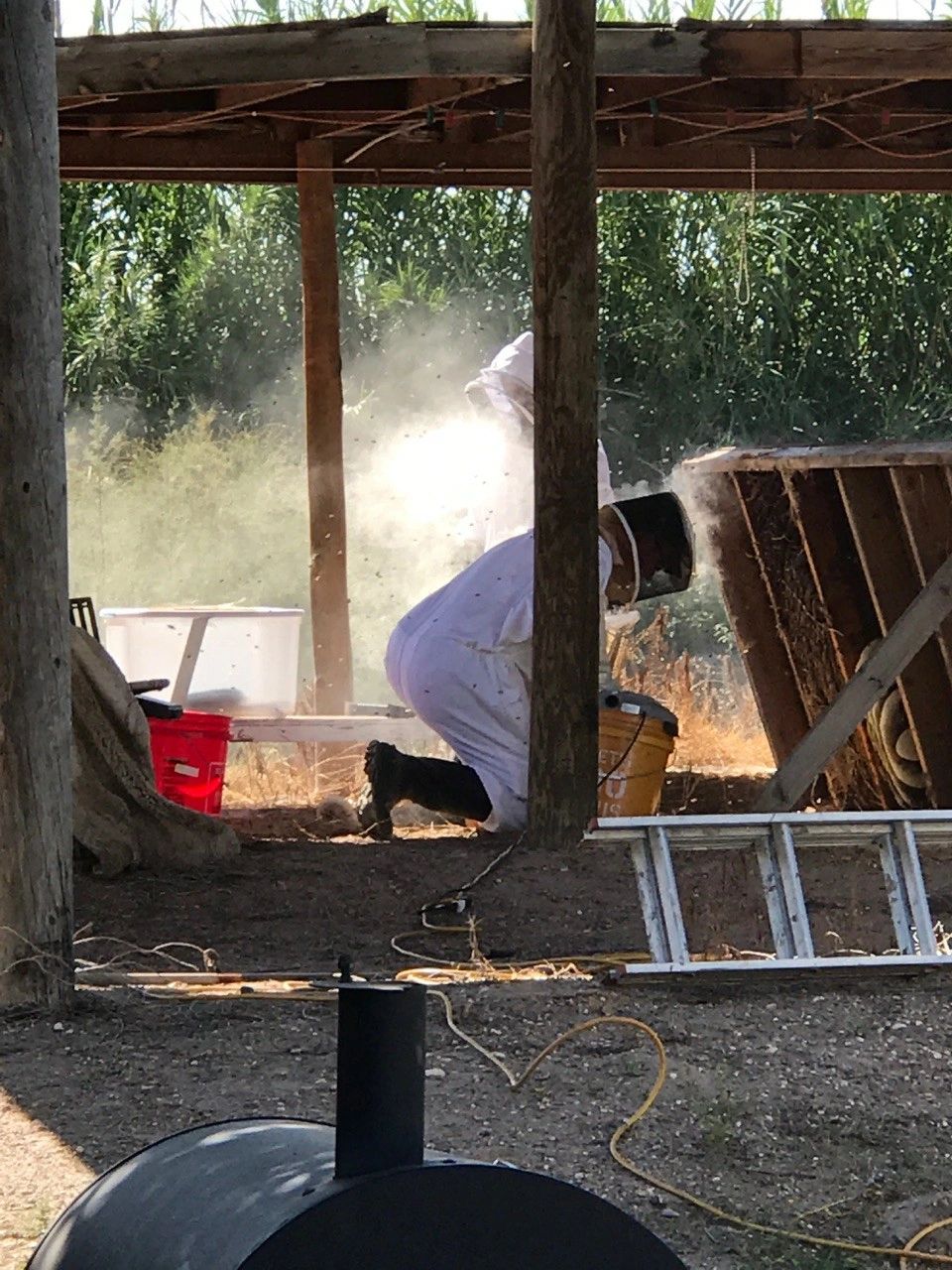 Canutillo Bee Ranch LLC