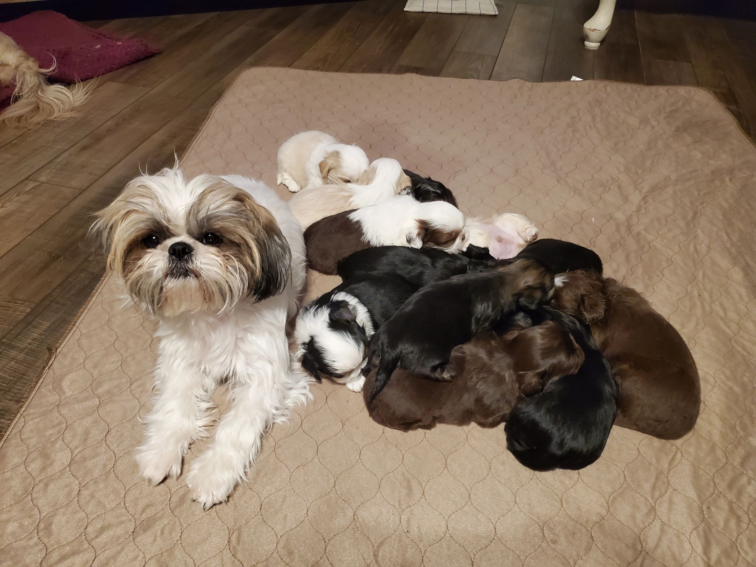 Dobie marked shih deals tzu for sale