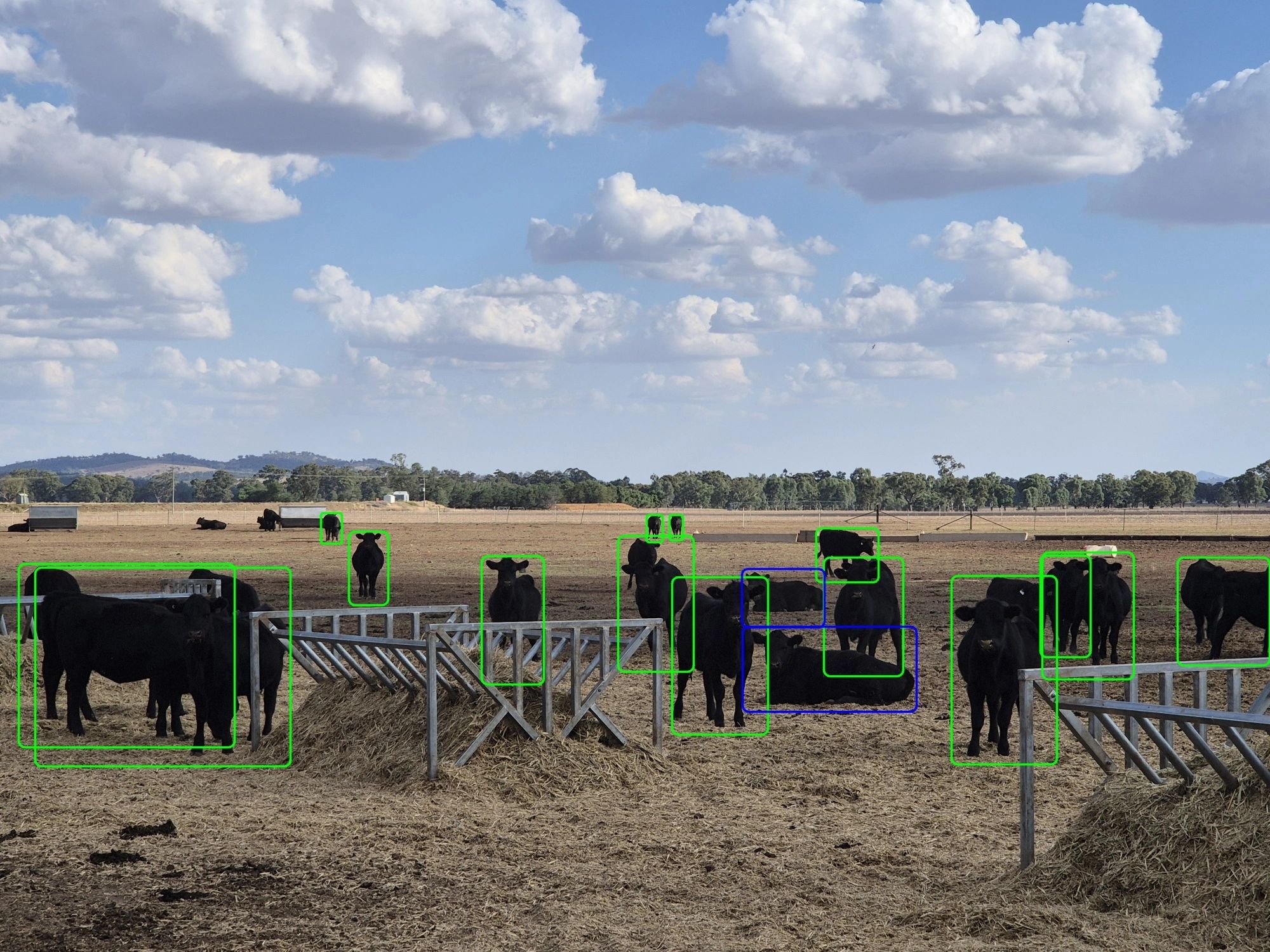 Cattle Vision Examples We3 AI - Vision AI solutions for livestock management