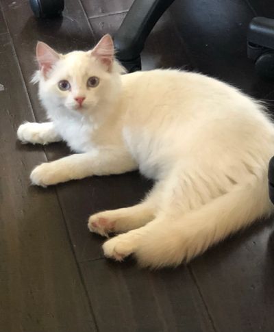 Lilac Bicolor Ragdoll available and waiting for its forever home!