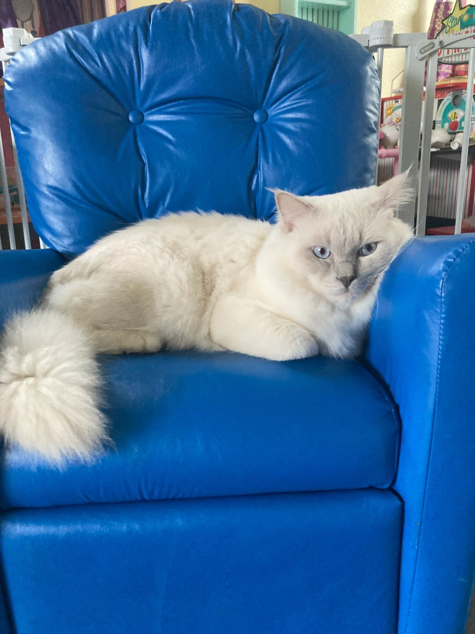 Olaf - Lilac Pointed Mitted Ragdoll. He cleared his genetic Tests. He’s the quintessential Ragdoll!