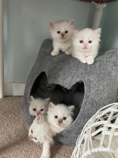 Lilac Ragdoll kittens for sale, waiting for their forever home. 