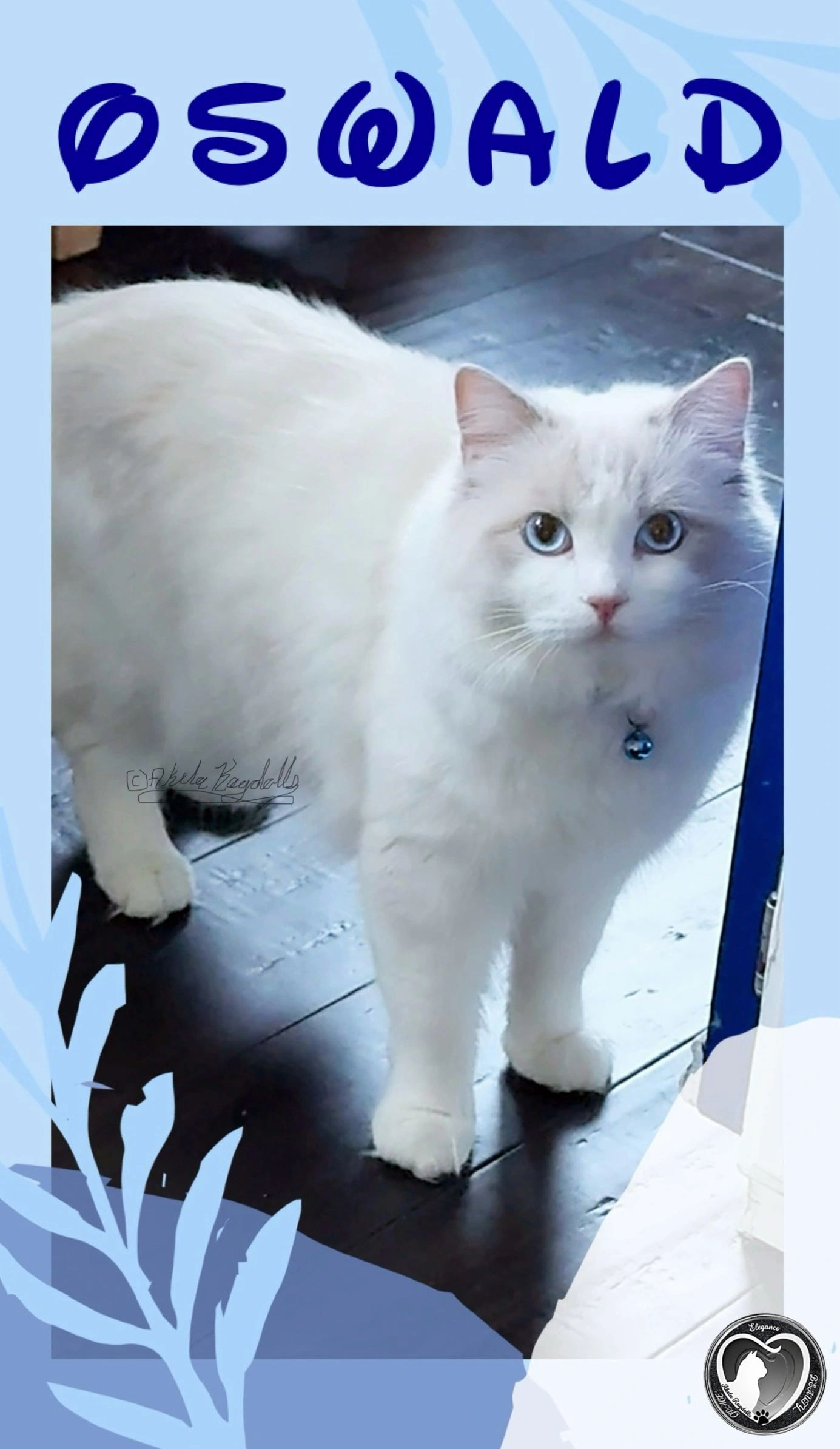 Oswald is our Handsome Fawn Bicolor Boy! He will produce Cinnamon & Fawn Kittens!