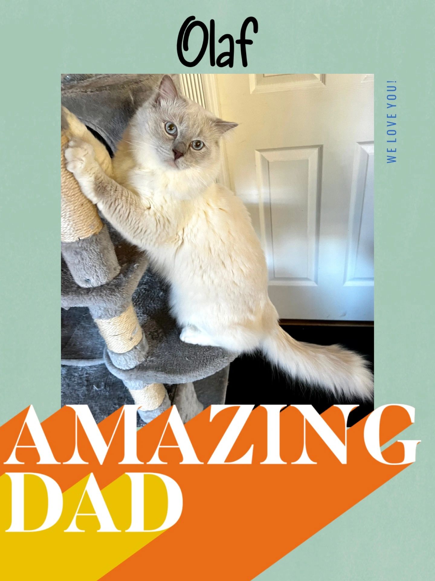 Our Lilac Pointed/Mitted King Cleared all of his DNA Tests! Way to go! 