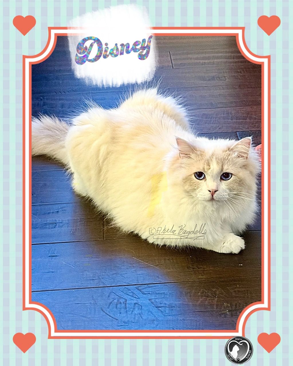 Disney ~ Lilac Bicolor
Female
Spayed Current on all Vaccines
$1,600. 
Available & Ready to go home! 