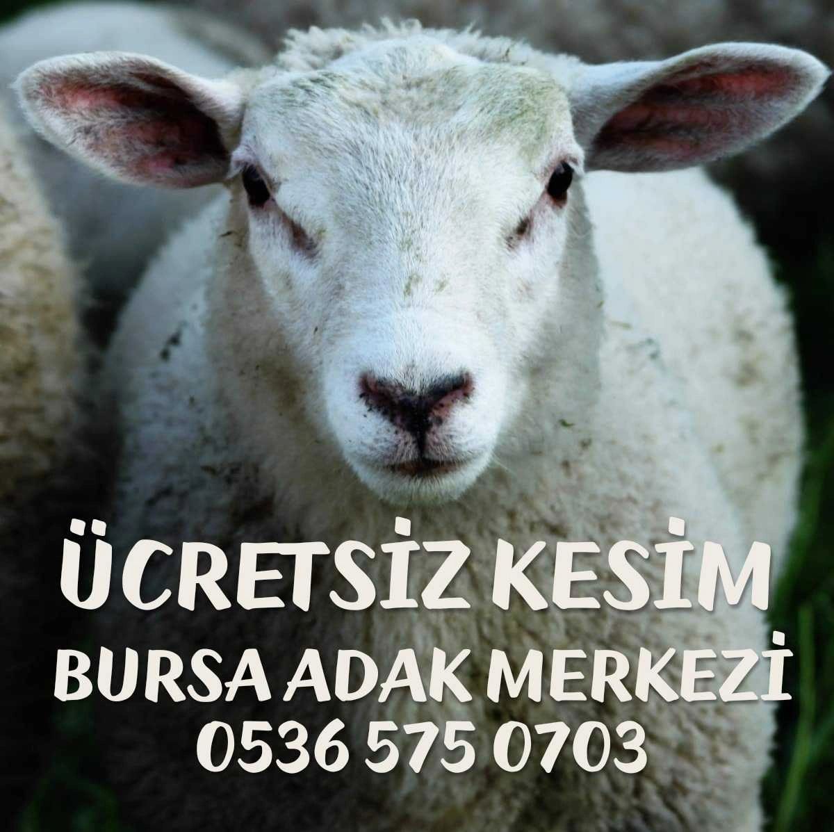Adaklik Koyun Bursa
