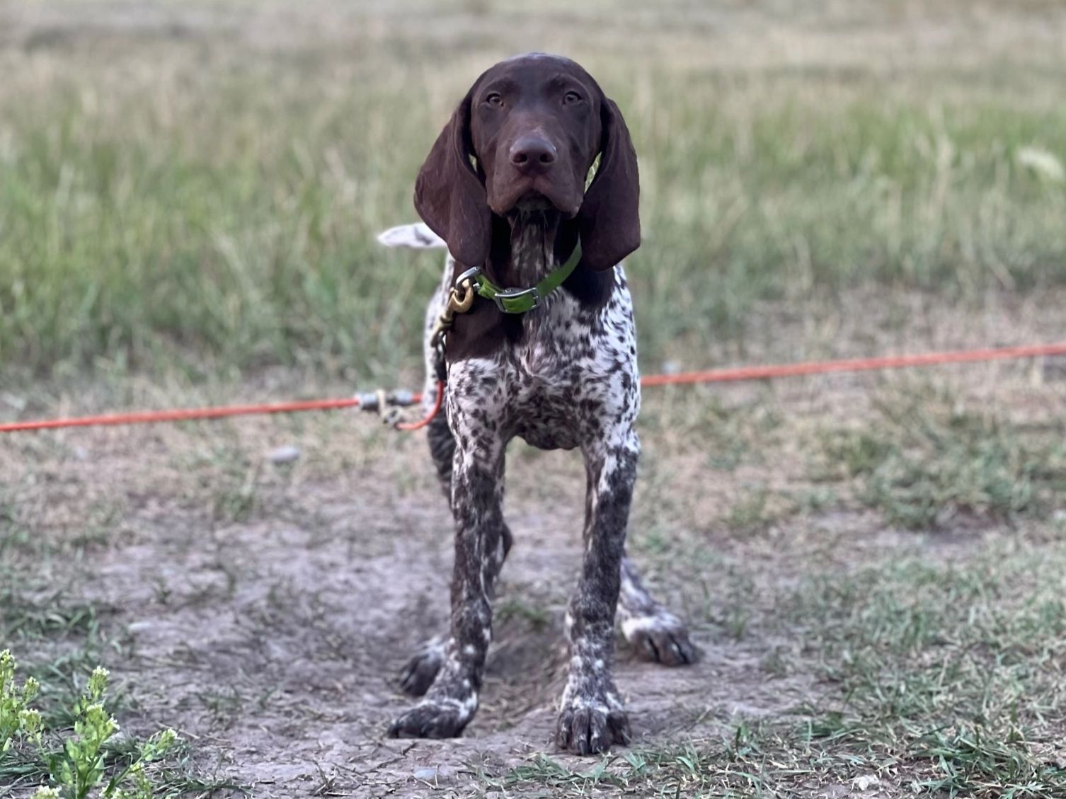 Westrock's puppy Gator waiting patiently for his bird dog training to start