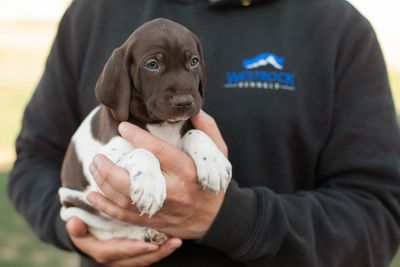 a german shorthaired pointer puppy, less than 8 weeks old