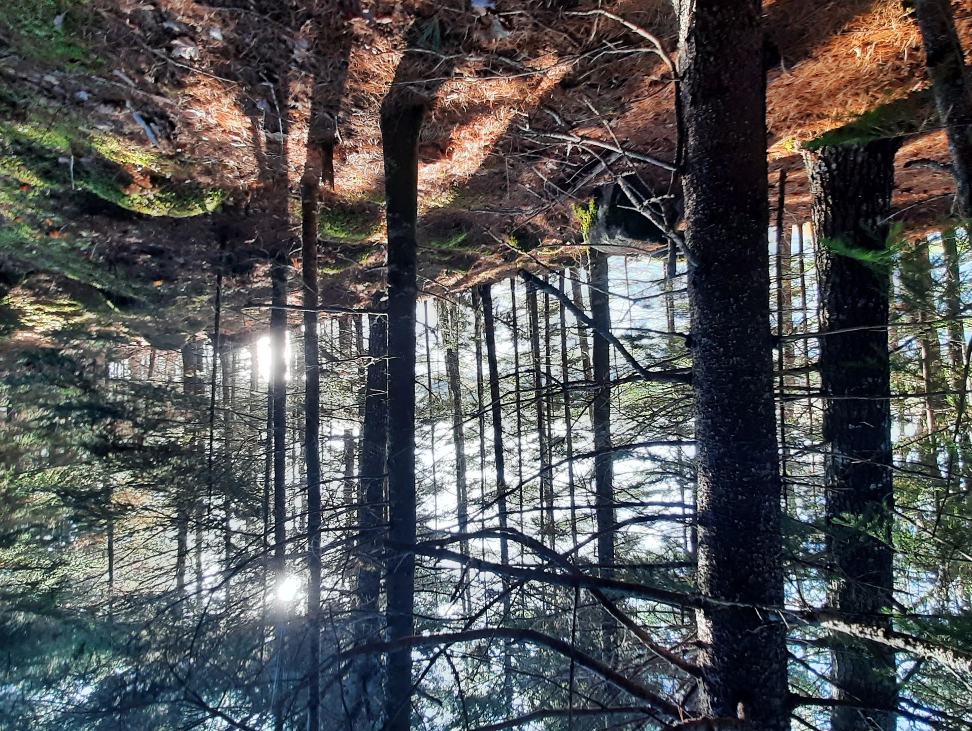 Sunlight filters through dense pine trees in a tranquil forest.