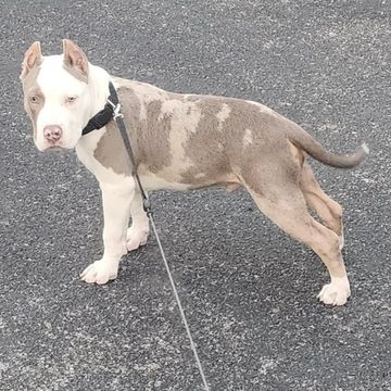 Tri Merle Piebald Pocket American Bully Puppy 