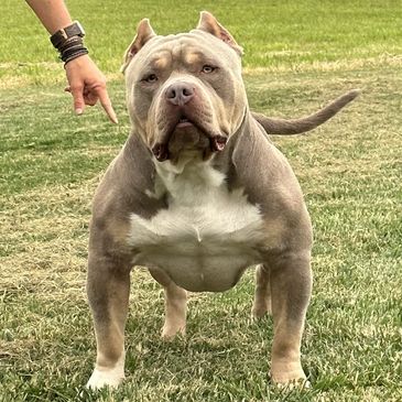 TRI COLOR POCKET BULLY BREEDER, BLUE, LILAC, CHAMPAGNE & CHOCOLATE  AMERICAN BULLY