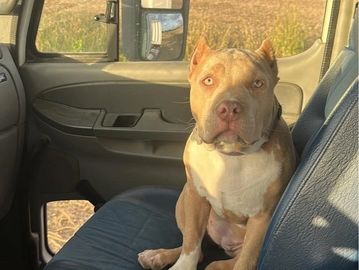 Merle Pocket American Bully 