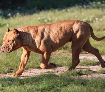 XL American Bully