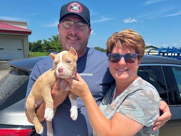 Merle Pocket American Bully