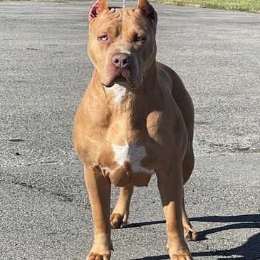 XL Merle American Bully