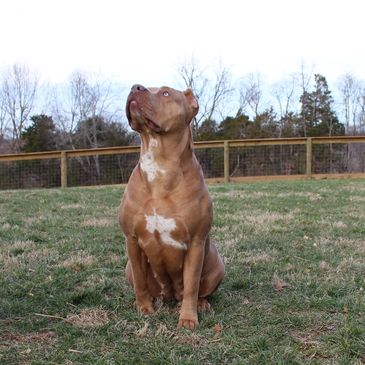 XL Merle American Bully