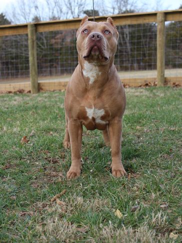 XL Merle American Bully