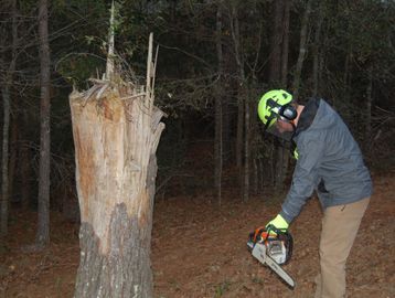 Person in safety gear using chainsaw near a broken tree stump.